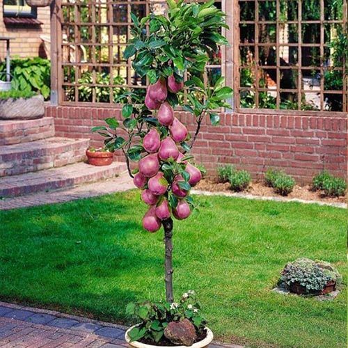 Груша колоновидная Кармен артикул фото 1 Груша колоновидная Кармен рисунок 1 артикул 1908