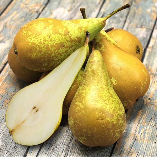 Груша Конференция артикул фото 1 Груша Конференция рисунок 1 артикул 7419
