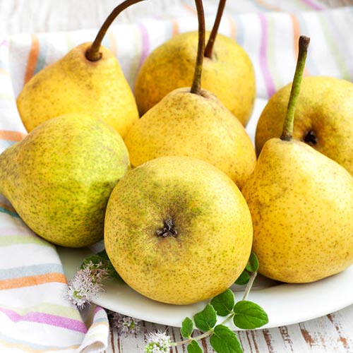 Груша Скороспілка зображення 1 артикул 7423