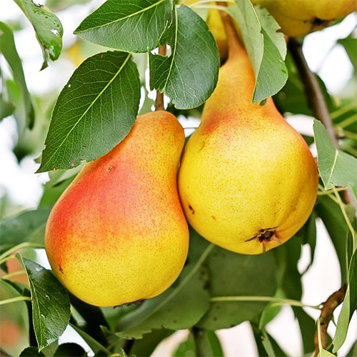 Груша Вільямс літній зображення 1 артикул 7417