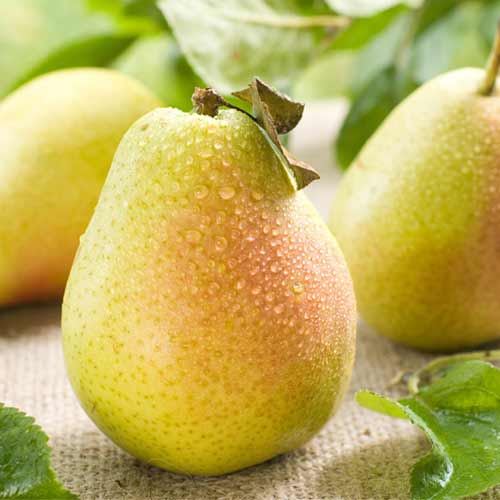 Груша Янтарная рисунок 1 артикул 5749