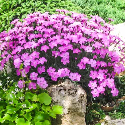 Гвоздика альпійська Рубін зображення 1 артикул 68638