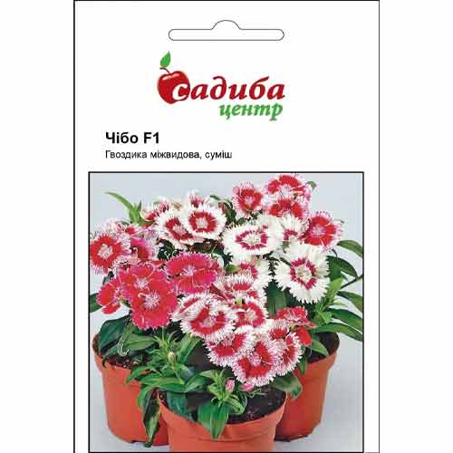 Гвоздика Чібо F1, суміш забарвлень Садиба центр зображення 1 артикул 72748