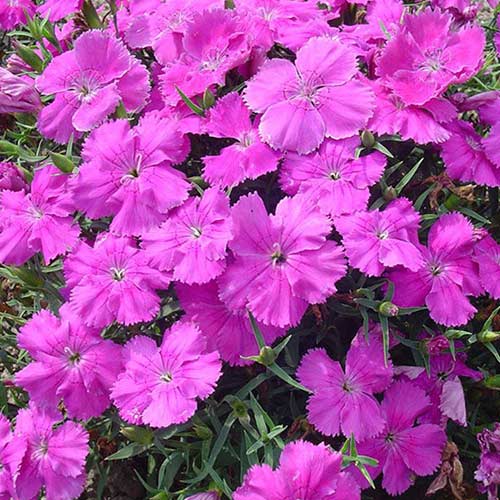 Гвоздика Диана Блубери F1 Садыба центр рисунок 1 артикул 89160