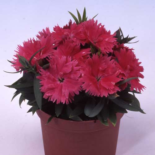 Гвоздика Диана лососевая F1 Садыба центр рисунок 1 артикул 89164