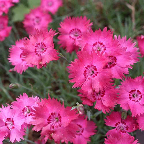 Гвоздика Еммен зображення 1 артикул 01322