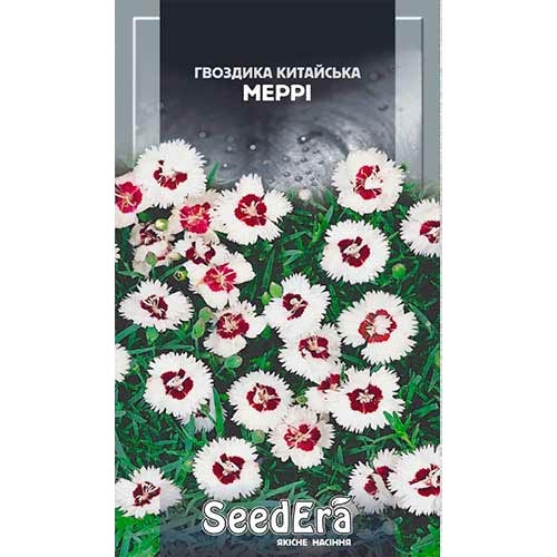 Гвоздика китайская Мэри Seedera рисунок 1 артикул 72976