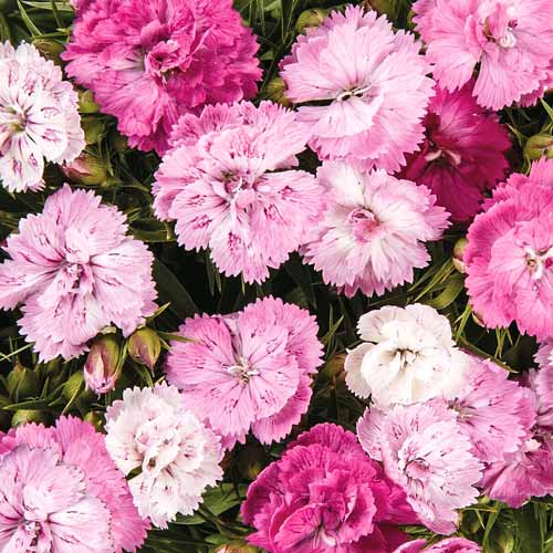 Гвоздика периста Меджік зображення 1 артикул 68640