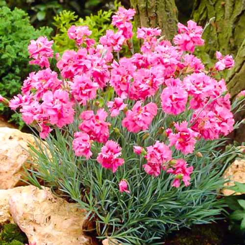 Гвоздика периста Меггі зображення 1 артикул 68639