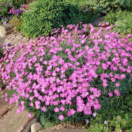 Гвоздика Пінк Бланка зображення 1 артикул 01321