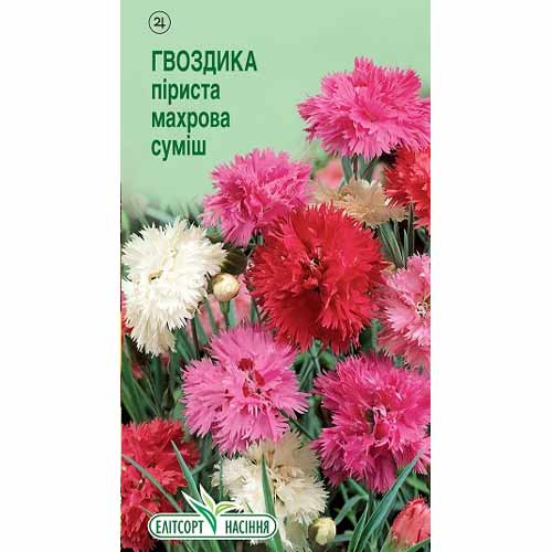 Гвоздика Пиристая махровая, смесь окрасок Элитсорт рисунок 1 артикул 85940