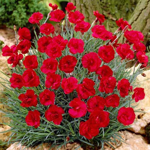 Гвоздика Рубін зображення 1 артикул 68642