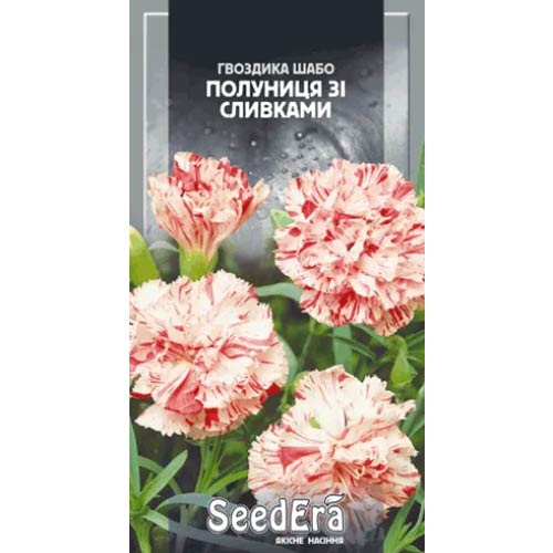 Гвоздика Шабо Клубника со сливками Seedera рисунок 1 артикул 66261