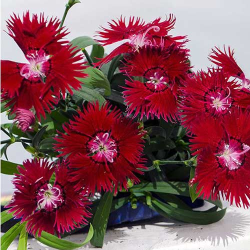 Гвоздика Супра Кримсон F1 Садыба центр рисунок 1 артикул 89172