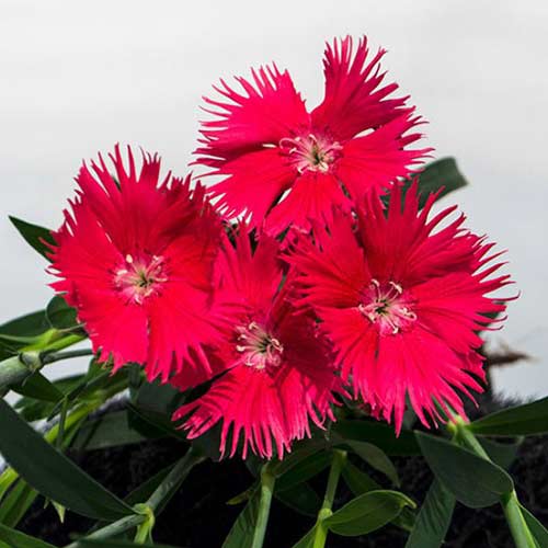 Гвоздика Супра лососевая F1 Садыба центр рисунок 1 артикул 89173