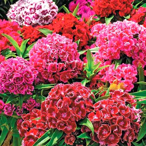 Гвоздика турецька Піноккіо, суміш забарвлень зображення 1 артикул 72127