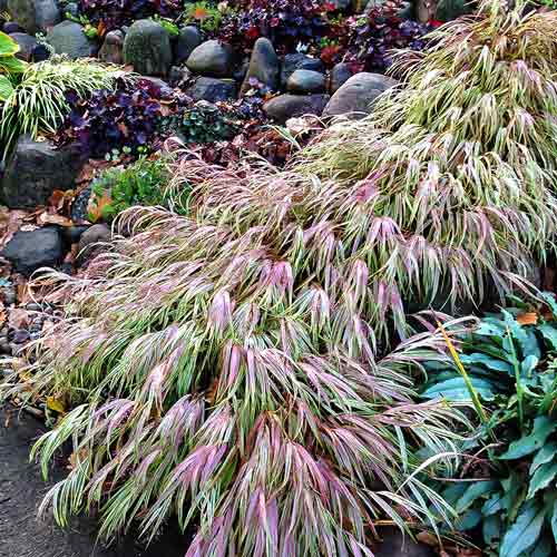Хаконехлоа большая Наоми артикул фото 1 Хаконехлоа большая Наоми рисунок 1 артикул 9550