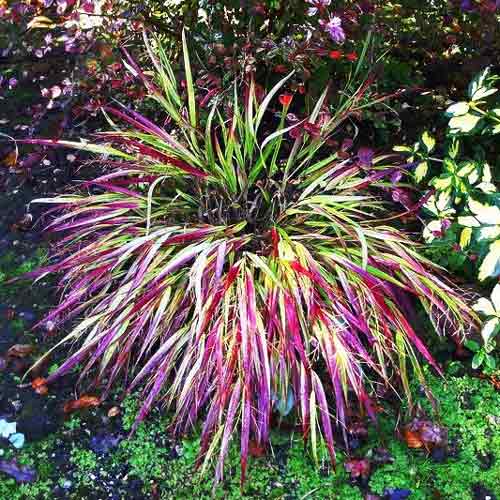 Хаконехлоа большая Наоми артикул фото 2 Хаконехлоа большая Наоми рисунок 2 артикул 9550