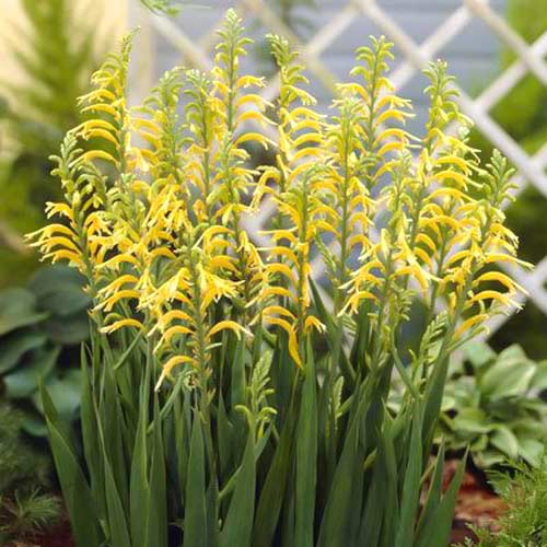 Хазманта желтая рисунок 1 артикул 76042