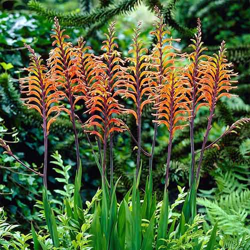 Хазманта красная рисунок 1 артикул 76041