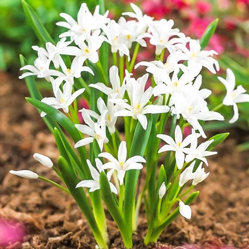 Хіонодокса Alba артикул фото 1 Хіонодокса Alba зображення 1 артикул 67319