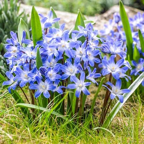 Хіонодокса Forbesii зображення 1 артикул 67890