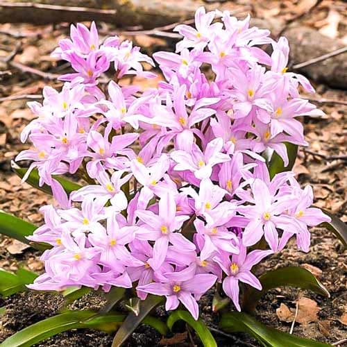 Хіонодокса Rosea зображення 1 артикул 67323