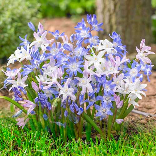 Хионодокса, микс рисунок 1 артикул 67322