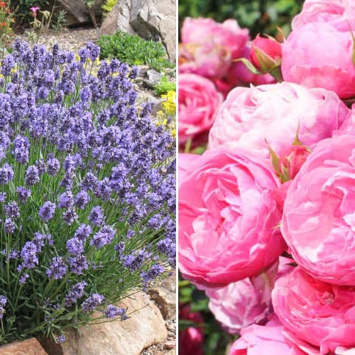 Комплект Ароматы Прованса из розы и лаванды рисунок 1 артикул 4628