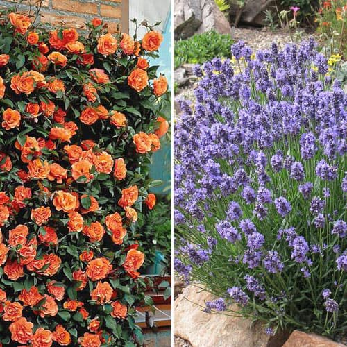 Комплект Ароматная пара из розы и лаванды рисунок 1 артикул 4625