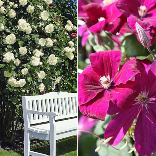 Комплект Бело-розовый дуэт из розы и клематиса рисунок 1 артикул 4621