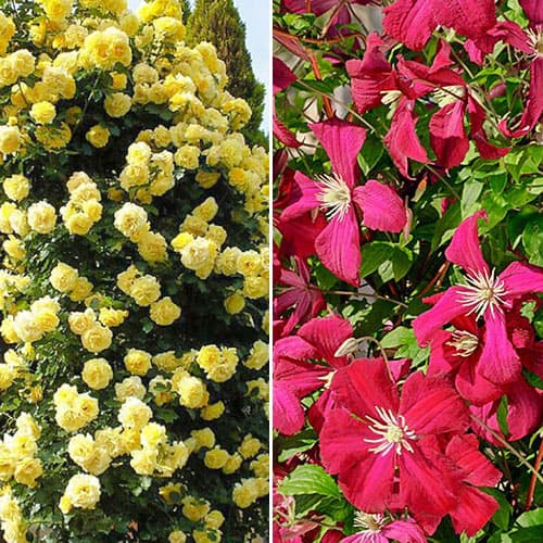 Хіт! Комплект Бризки літа з троянди та клематису зображення 1 артикул 4624