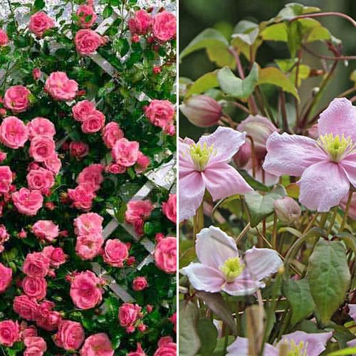 Комплект Идеальная пара из розы и клематиса рисунок 1 артикул 4620