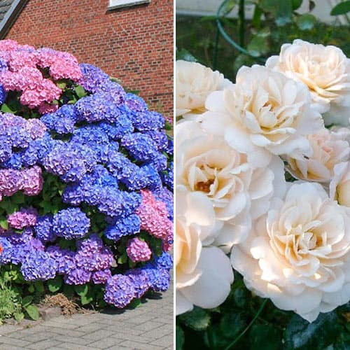 Комплект Цветочная радуга из розы и гортензии рисунок 1 артикул 4632