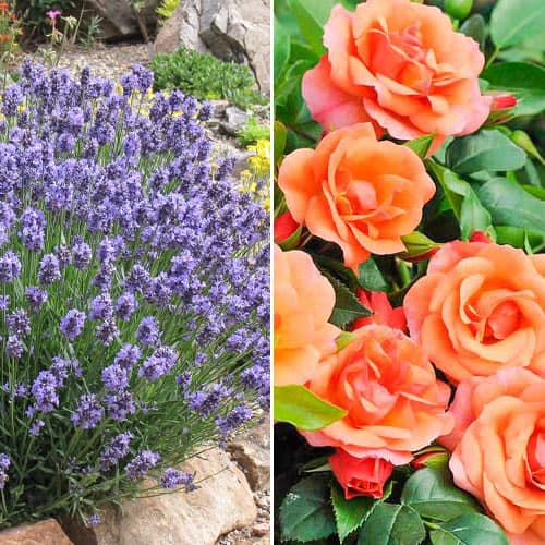 Комплект Оранжевые сны из розы и лаванды рисунок 1 артикул 4630