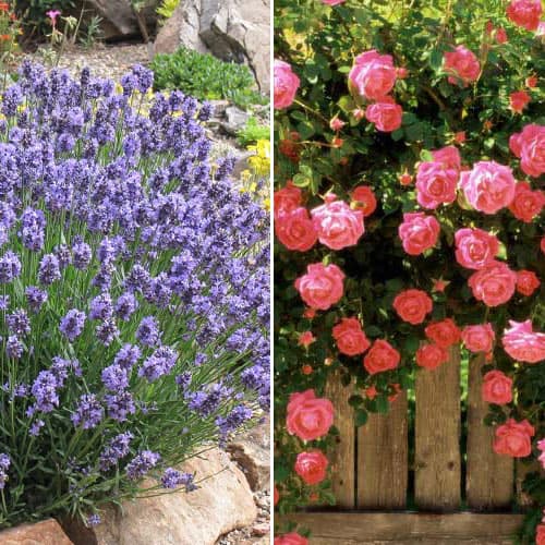 Хіт! Комплект Романтичне літо з троянди та лаванди зображення 1 артикул 4627