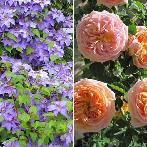 Хіт! Комплект Яскрава палітра з троянди та клематису зображення 1 артикул 4623