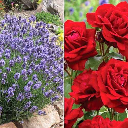 Комплект Душистый ансамбль из розы и лаванды рисунок 1 артикул 4629