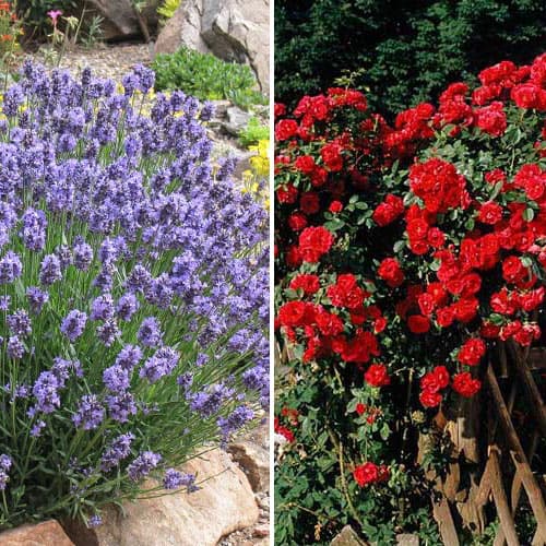 Комплект Душистый дуэт из розы и лаванды рисунок 1 артикул 4626