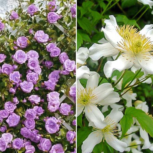 Хіт! Комплект Зіркове небо з троянди та клематису зображення 1 артикул 4622