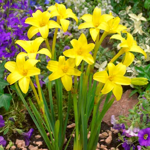 Хлидантус душистый рисунок 1 артикул 76200