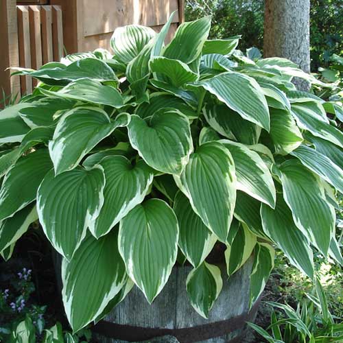 Хоста Антиох рисунок 1 артикул 76618