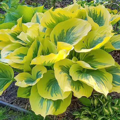 Хоста Айвори Коуст рисунок 1 артикул 76554