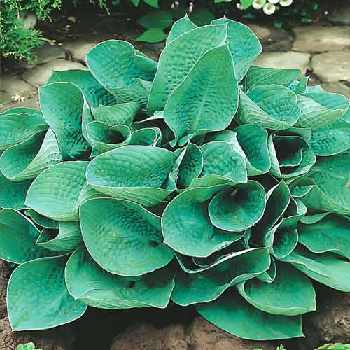 Хоста Біг Дедді зображення 1 артикул 68775