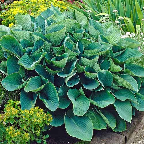 Хоста Елеганс зображення 1 артикул 76102