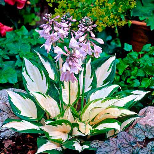 Хоста Файер энд Айс артикул фото 1 Хоста Файер энд Айс рисунок 1 артикул 76276