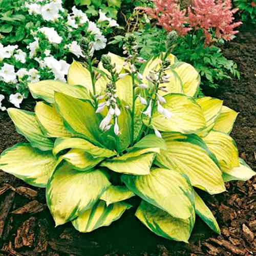 Хоста Голд Стандарт, луковицы рисунок 1 артикул 76277