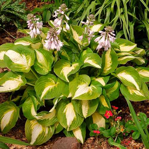 Хоста Саммер Мьюзік зображення 1 артикул 76278