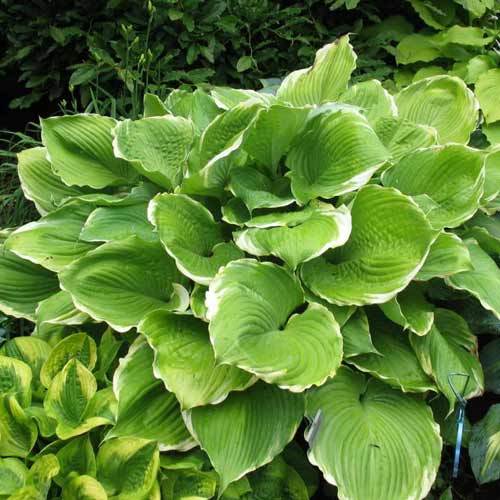 Хоста Винтер Сноу рисунок 1 артикул 76104