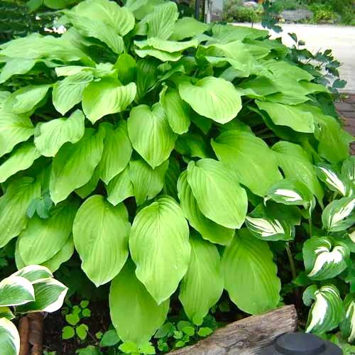 Хоста Ханибеллз артикул фото 1 Хоста Ханибеллз рисунок 1 артикул 70467